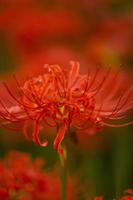 blühende rote Spinnenlilie Blumen im Frühherbst foto