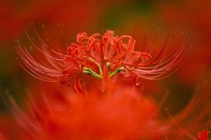 blühende rote Spinnenlilie Blumen im Frühherbst foto