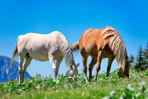 Zwei Pferde fressen Grasgras foto