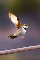 süß Vogel fliegend im das Frühling Lager Fotos und schön Spatz und Robin zum Hintergrund ai generiert Bild