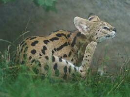 Porträt von Serval im Zoo foto