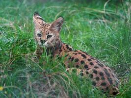 Porträt von Serval im Zoo foto