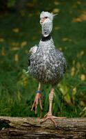 Porträt von Süd- Schreier im Zoo foto