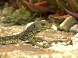 ocellated Eidechse in Galicien, Spanien foto