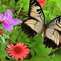 Schmetterling im Blumen Hintergrund foto