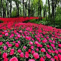 Garten mit roten Rosen foto