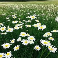 Gänseblümchen Blumen Garten foto