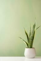 minimalistisch Hintergrund mit Sansevieria foto