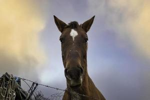 Pferd im Stall foto