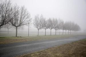 Wald mit Nebel foto
