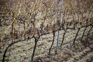 Weinberge mit Trauben foto