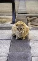 verlassene Straßenkatzen foto