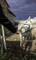 Pferd im Stall foto