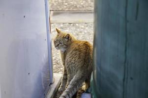 verlassene Straßenkatzen foto