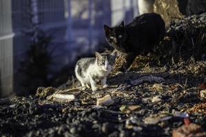 verlassene Straßenkatzen foto