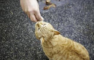 streunende Katzen, die auf der Straße essen foto
