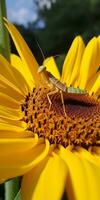 ein schließen oben von ein schön Sonnenblume Blume Kopf mit ein brillant ai generiert Foto