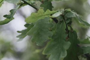 Nahaufnahme eines schönen grünen Eichenblattes auf einem Ast in einem Wald foto