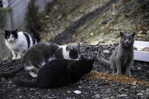 Gruppe streunender Katzen, die auf der Straße essen foto