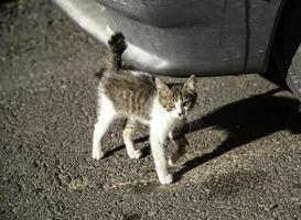 streunende Katze unter dem Auto foto