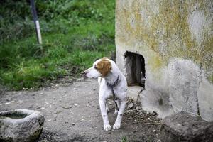 Hund im Zwinger foto