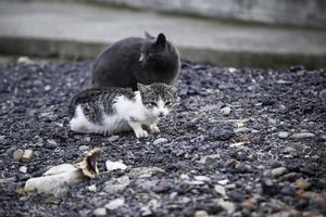 verlassene streunende Katze foto