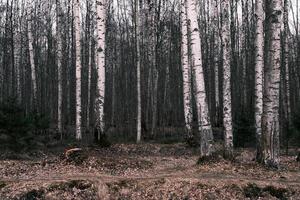 mysteriöses herbstwaldpanorama im morgennebel foto