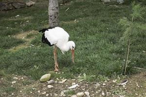 großer Vogelzoo foto