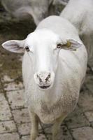 Schafe, die ländlich aussehen foto