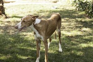 kranker Hund misshandelt foto