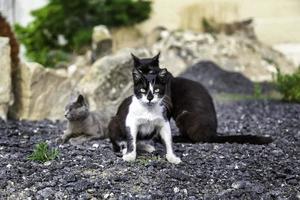 Rudel streunender Katzen foto