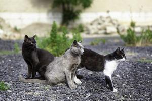 Rudel streunender Katzen foto