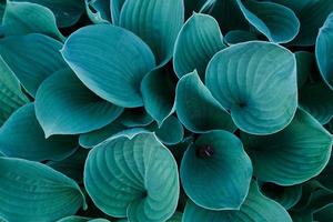 Hintergrund mit einer Nahaufnahme von blauen und grünen Japan-Hosta-Blumenblättern foto