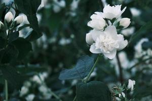 blühende weiße Jasminblüten am Strauch mit grünen Blättern foto