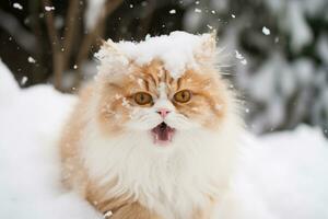 Katze schmatzte durch Schneeball. süß Kätzchen mit überrascht und wütend Gesicht, schlagen durch Schnee während Schnee Streit. generiert ai. foto