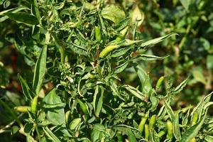grüner Bio-Chili-Pfeffer auf Jungpflanzen auf dem Bauernhof, Erntekonzept. foto
