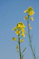 Senfblumen blühen auf der Pflanze auf dem Feld mit Schoten. Nahansicht. foto