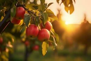 Obstgarten mit Apfel Bäume natürlich Apfel Ast auf ein Obst Bauernhof, generativ ai foto