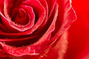 Makro rote Rose Hintergrund