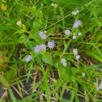 süß und bunt Blumen mit Grün Blätter im ein tropisch Land. foto