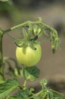 frische Tomatenpflanze im Bio-Bauernhof foto