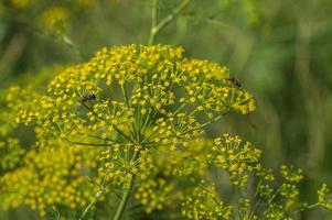 Blume des grünen Dills Anethum graveolens wächst im landwirtschaftlichen Bereich. foto