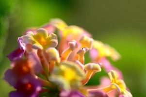 mehrfarbige Lantana-Blüten. schöne bunte Heckenblume, weinende Lantana, foto