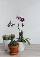Kaktus, Orchideenblüten und Sukkulente in Töpfen auf dem Tisch foto