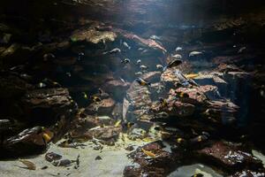 schwarz und Gelb klein Fisch schwimmen im Aquarium. foto