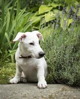 Weißer Jack Russel Terrier Hund foto
