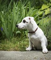 Weißer Jack Russel Terrier Hund