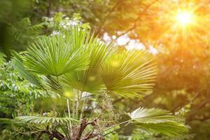 tropisch Palme Blätter im das Strahlen von Gelb Sonnenlicht. Blumen- Hintergrund foto