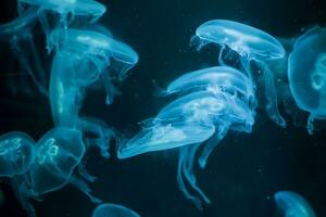 Meduse auf ein Blau Hintergrund. Meduse von hinten beleuchtet mit Türkis Licht foto