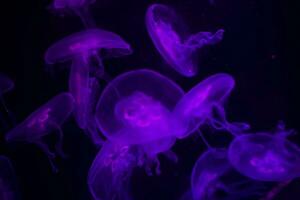 Meduse auf ein schwarz Hintergrund. Meduse von hinten beleuchtet mit lila Licht foto